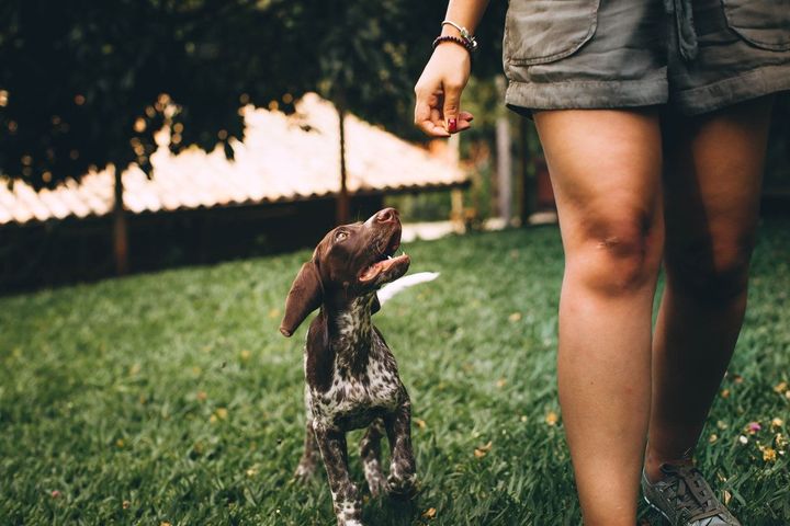 Dog Walking as a Side Hustle: Tips for Getting Clients